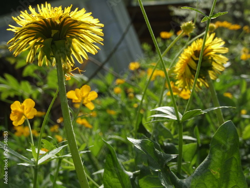 Sunny yellow spring dandelions among fresh green grass: look from the bottom up