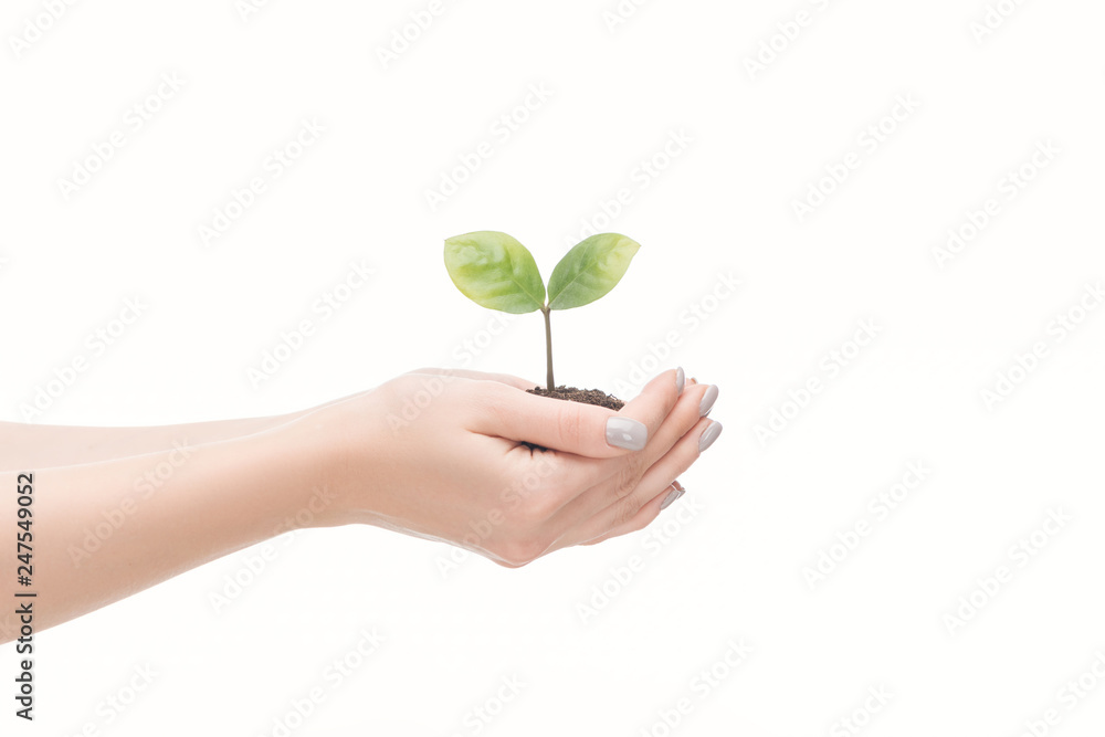 cropped view of woman saving ground with green plant isolated on white