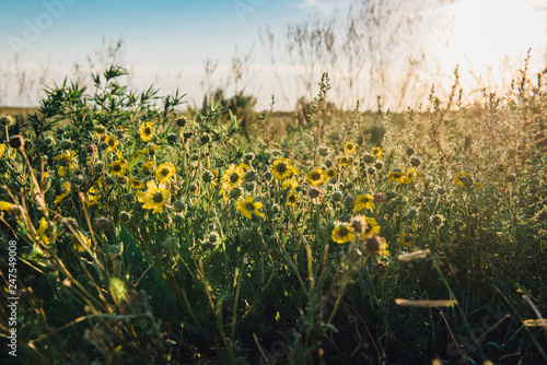 Sunflowers in a Texas Field