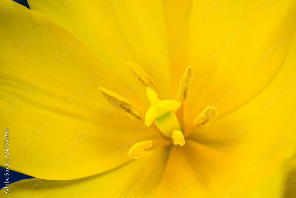 Obraz premium macro yellow tulip