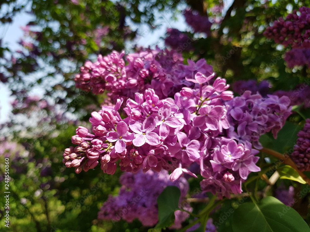lilac blooms on a branch
