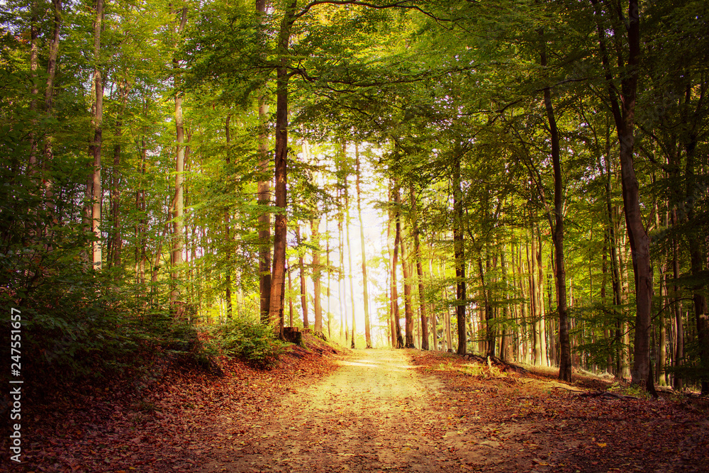 Obraz premium Waldweg