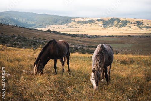 Wallpaper Mural wild horses freely live on the mountain Torontodigital.ca