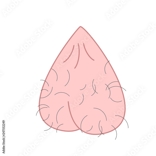 Scrotum cartoon isolated. Mans balls Hairy. Vector illustration