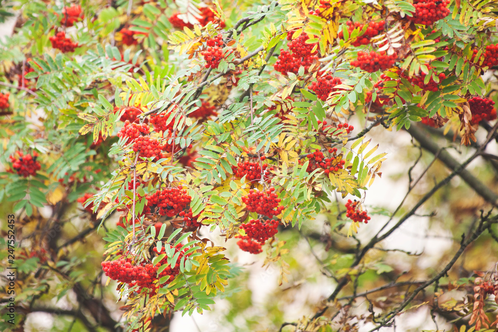 Autumn nature. Rowan Berry Branches.