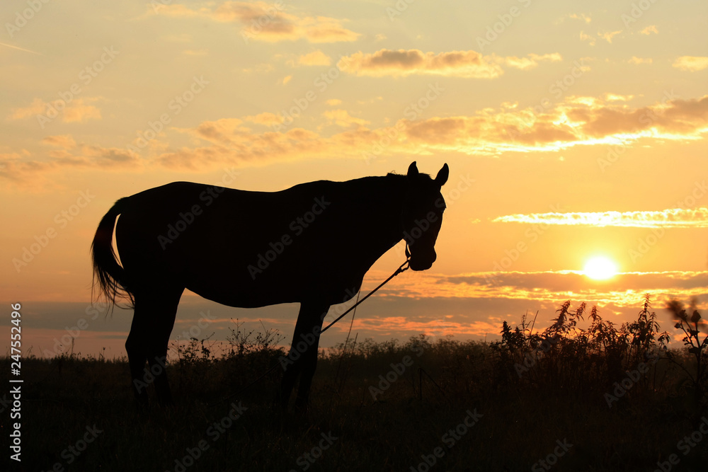 Horse grazing in a summer field at sunrise