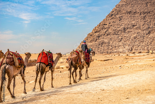 18/11/2018 Cairo, Egypt, guide with camels on the background of the pyramid photo