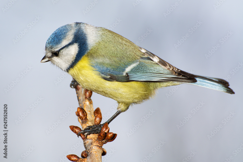 Obraz premium Blue tit (Parus caeruleus) on a branch cherries. East Moravia. Czech Republic. Europe.