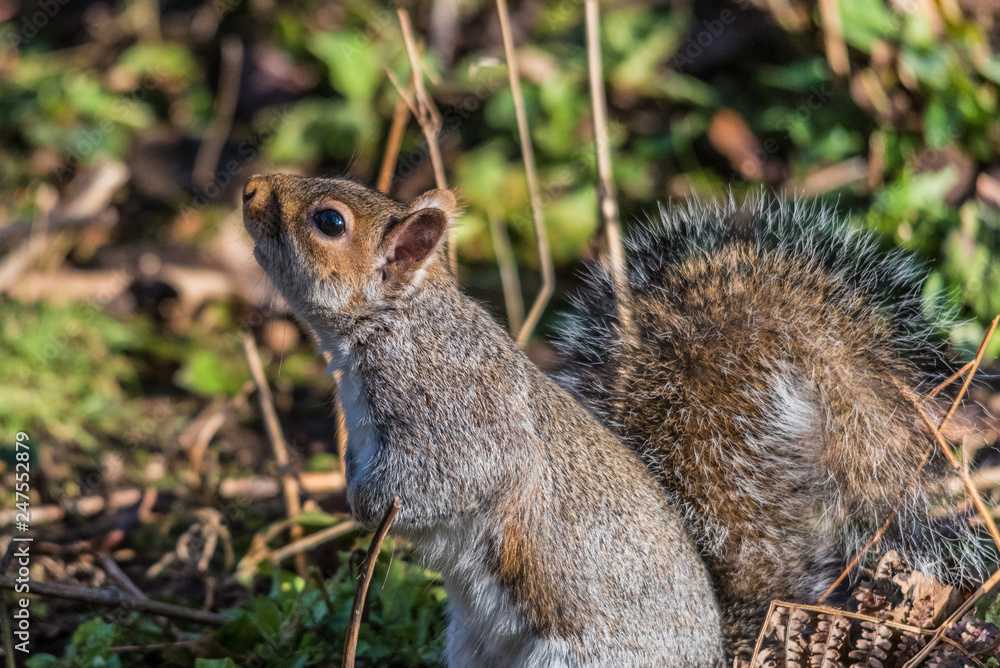Naklejka premium Squirrel in the forest
