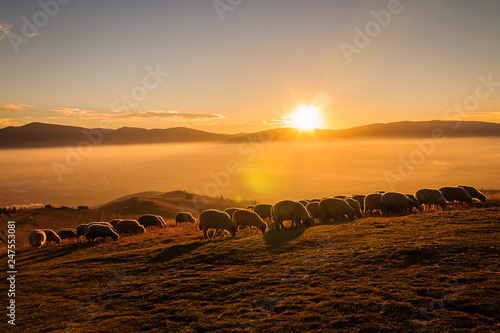 Sheeps in the sunset