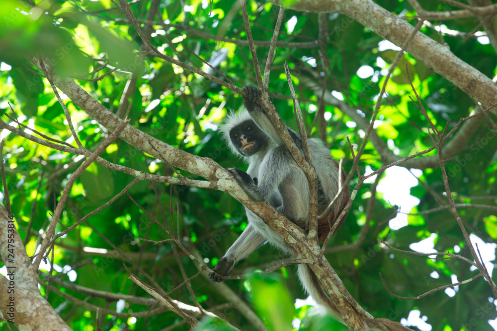 Obraz premium Red colobus Piliocolobus kirki monkey on the deposed wood , Jozani forest, Zanzibar, Tanzania
