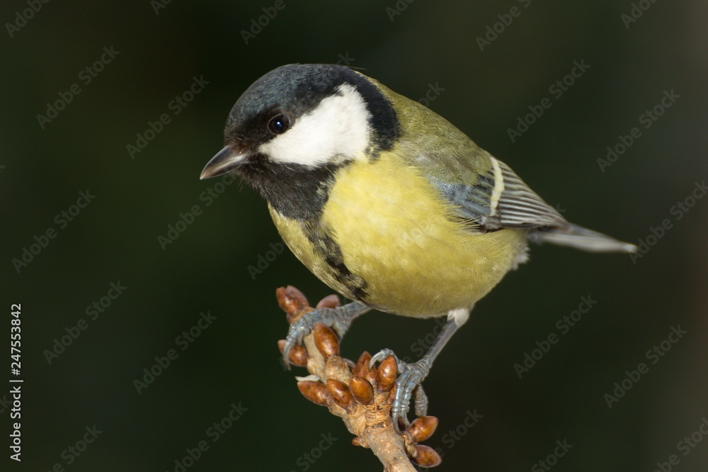 Great tit (Parus major) on a branch cherries. East Moravia. Czech Republic. Europe.