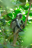 Red colobus Piliocolobus kirki monkey on the deposed wood , Jozani forest, Zanzibar, Tanzania