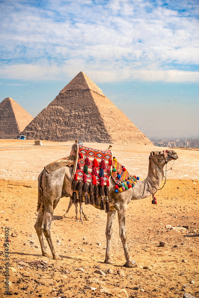 11/18/2018 Cairo, Egypt, tourist camels standing against the background of ancient pyramids on a hot sunny day