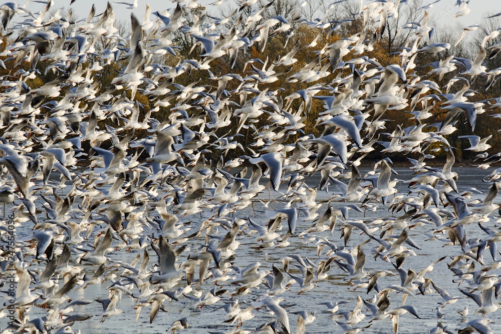 Gulls above the pond during fishing. North East Moravia. Czech Republic. Europe. Gulls above the pond during fishing. North East Moravia. Czech Republic. Europe.