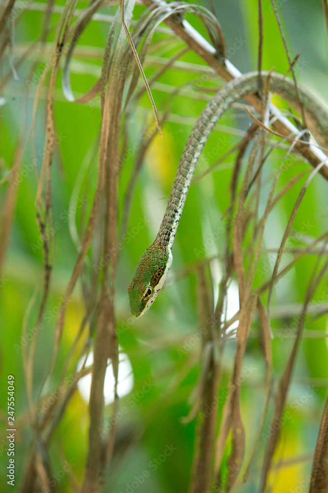 Rough Green Snake on Green Background - Изображение