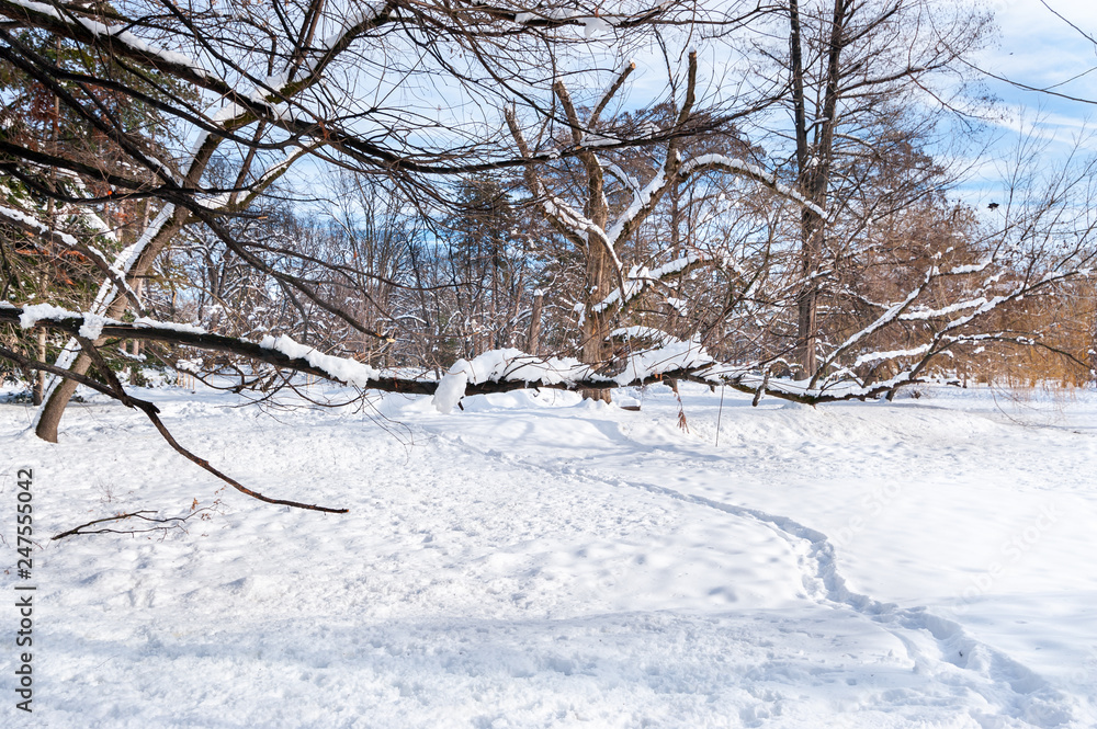 Path or pathway in the park with snow trees in the winter season and sunny blue sky above Path or pathway in the park with snow trees in the winter season and sunny blue sky above