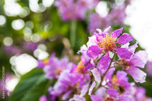 Wallpaper Mural Beautiful pink Crape myrtle Torontodigital.ca
