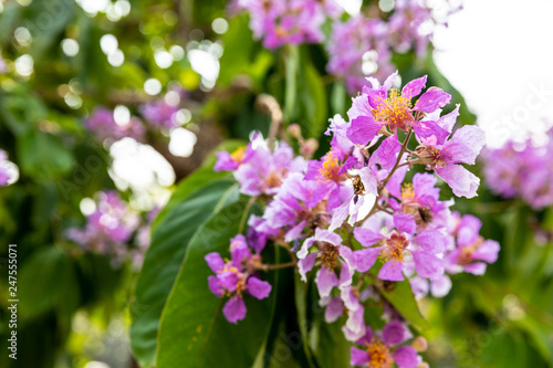Giant crape-myrtle flowers add a touch of purple to the summer
