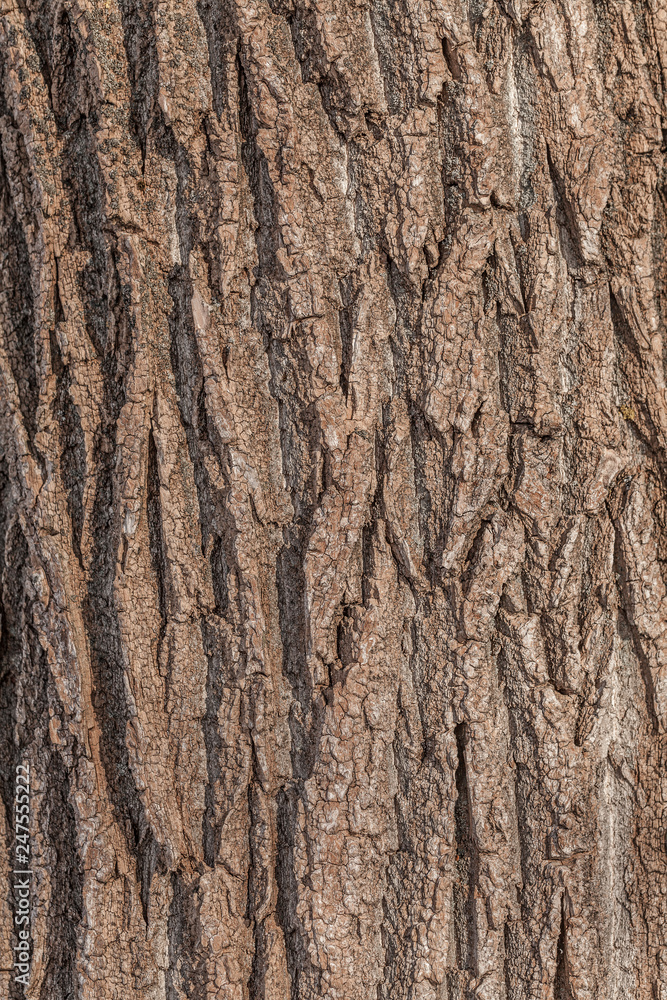 Obraz premium Tree bark texture