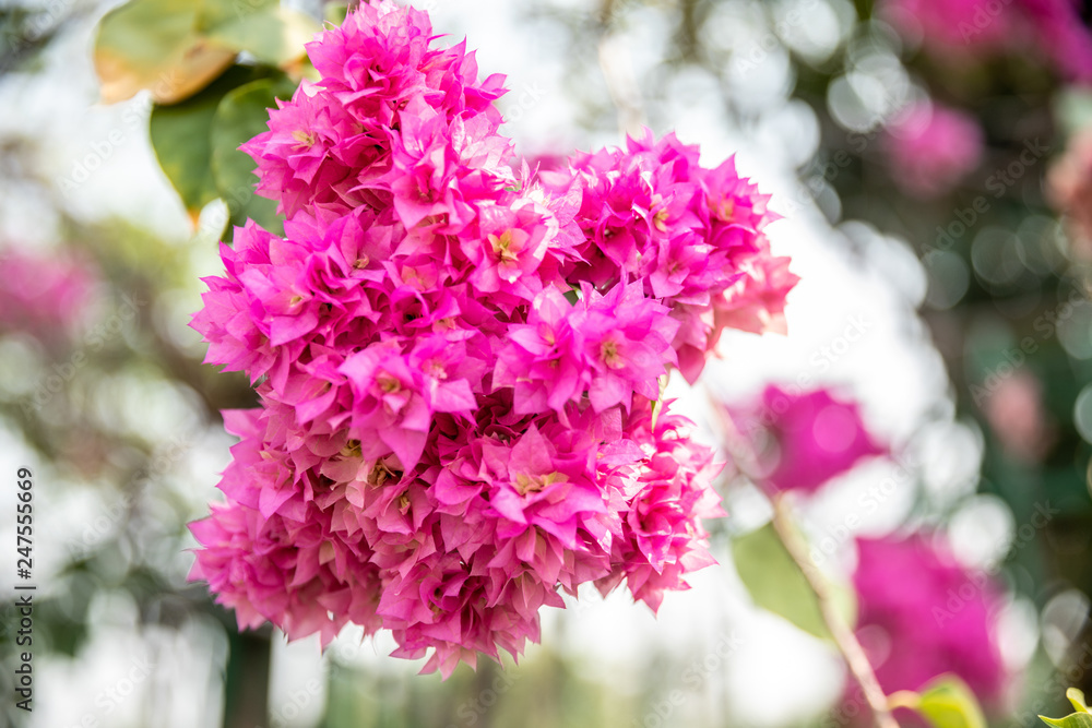 Fototapeta premium Giant crape-myrtle flowers add a touch of purple to the summer