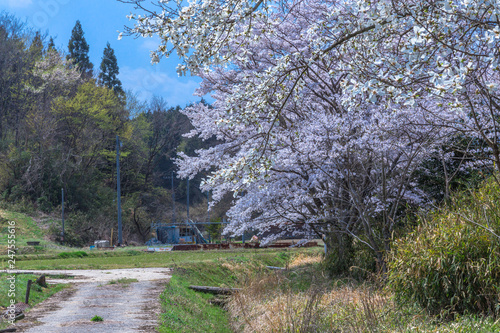 里山の桜