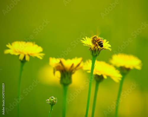Bee on wild flowers © foto4440