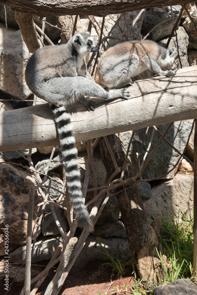 Fototapeta premium two ring-tailed lemurs on a tree