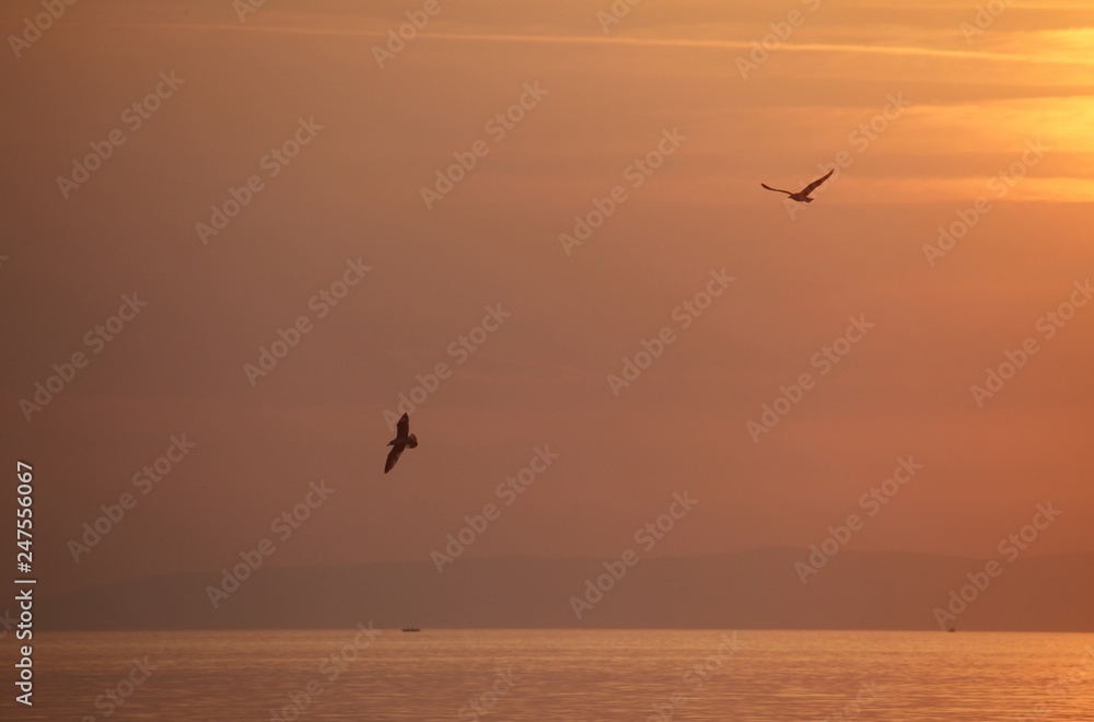 Seagulls flying around in the sunset