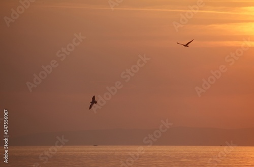 Seagulls flying around in the sunset