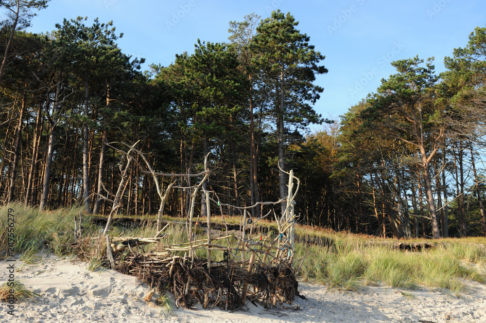Darss Fischland peninsula at Baltic sea (Germany). beach landscape with dunes reed and trees. Darss Fischland peninsula at Baltic sea (Germany). beach landscape with dunes reed and trees.