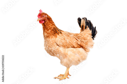 Ginger chicken isolated on white background