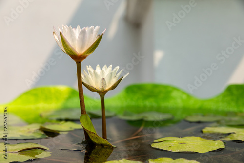 Lotus flower in pond