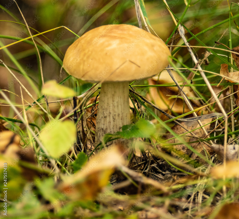 mushroom in the woods close-up