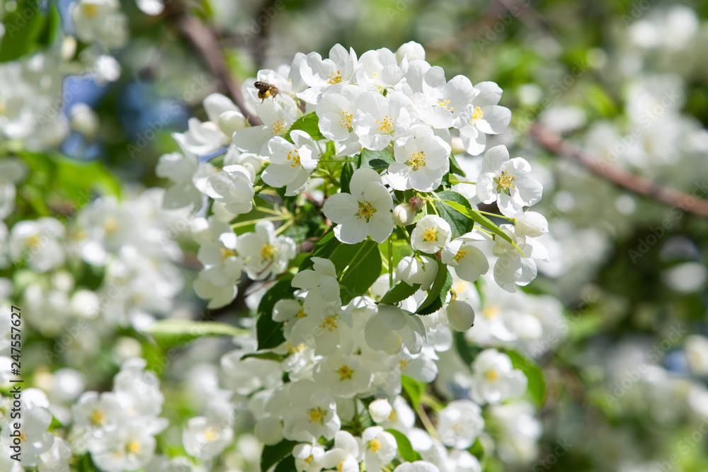 white flowers apple close-up nature landscape