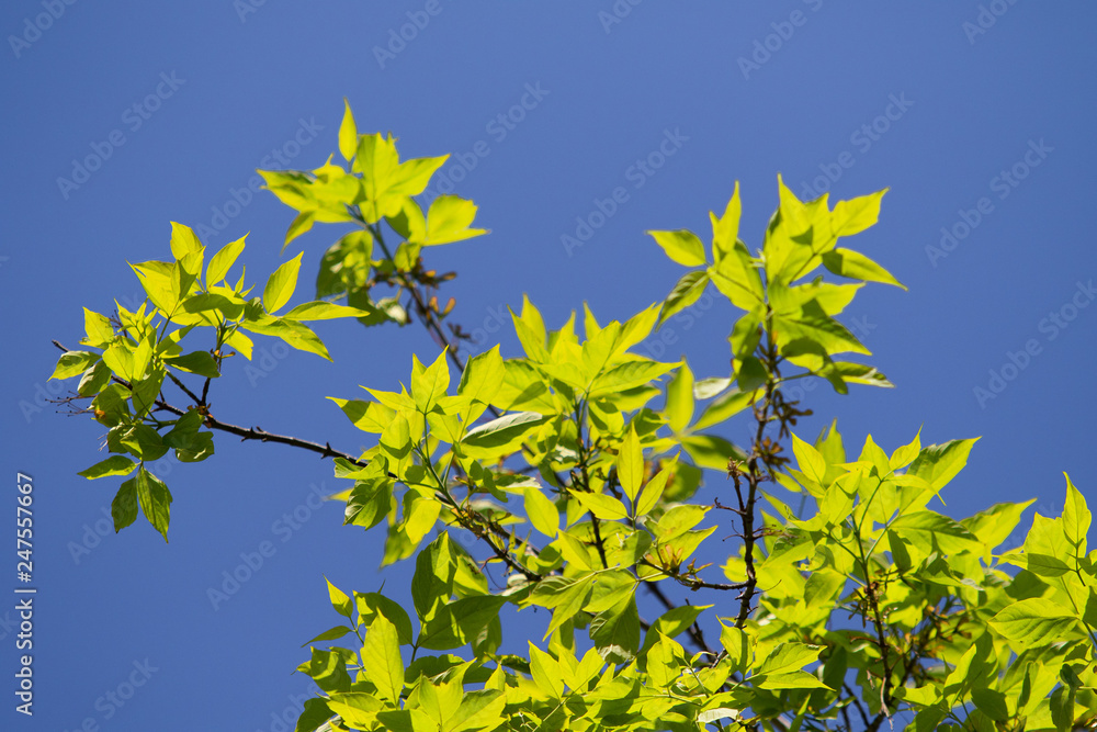 green leaves against the sky green leaves against the sky