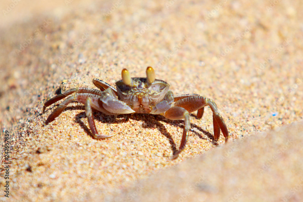 sand crab on the sand in the burrows