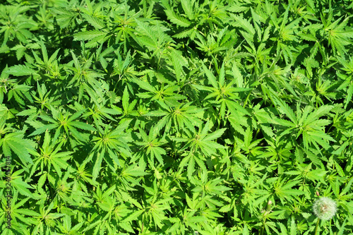 hemp green bushes young plants background