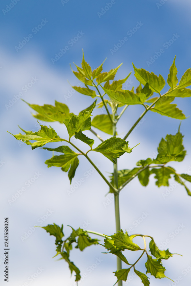green tree leaves against the blue sky background green tree leaves against the blue sky background