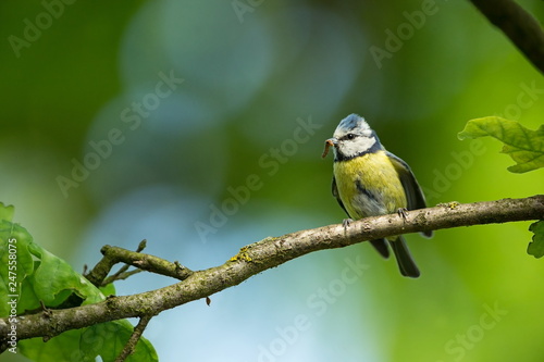 Cyanistes caeruleus. Wildlife. Wild nature of Czech. Beautiful picture. Free nature. From bird life. Spring. Blue bird.