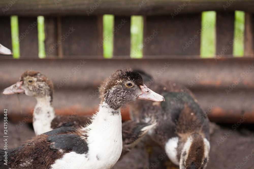 Obraz premium Cute little fluffy duckling. Nice small bird.