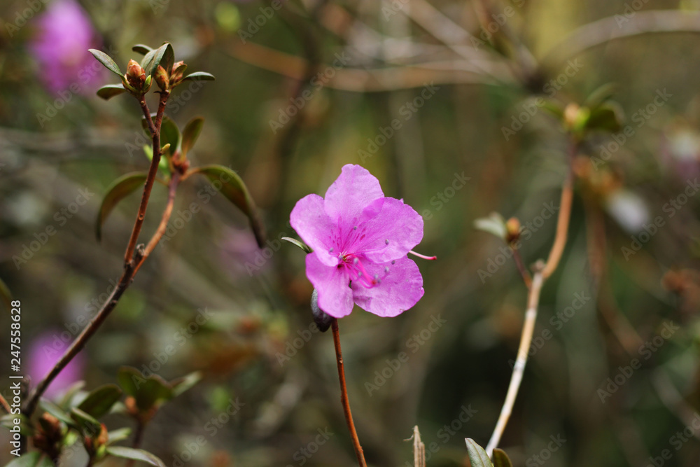 The pink flower of a blooming rhododendron bush hails from Asia. The pink flower of a blooming rhododendron bush hails from Asia.
