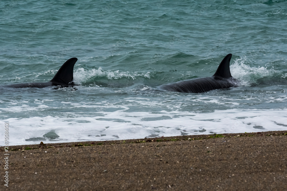 Fototapeta premium Orca Patagonia , Argentina