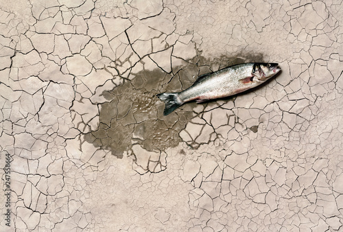 A fish on a dried out mud bank
