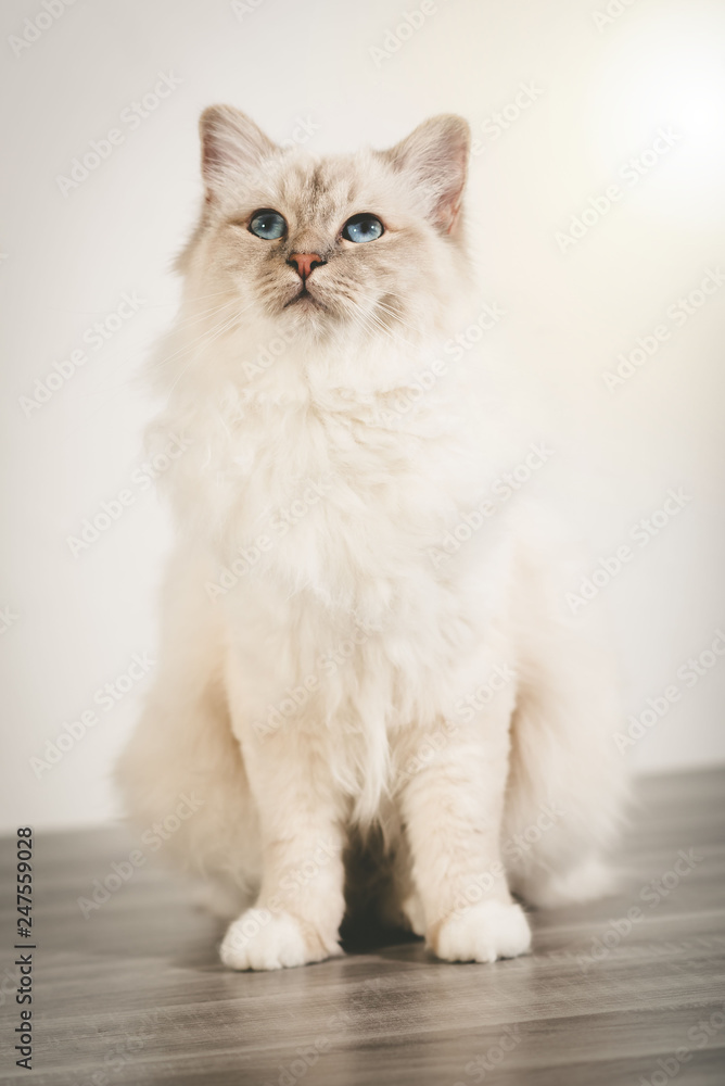 Portrait of beautiful sacred cat of burma