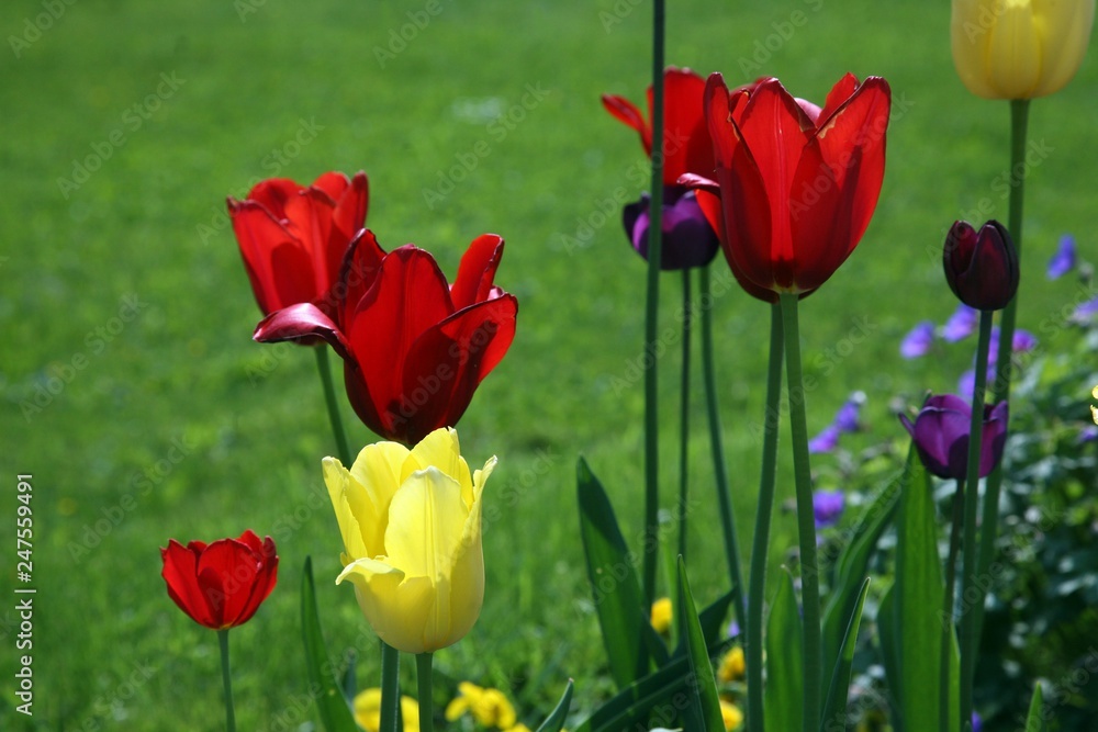 Fototapeta premium Tulips in full bloom