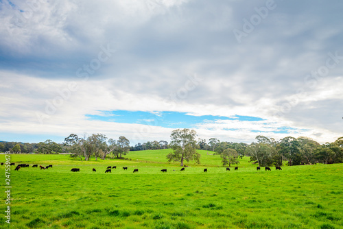 Grazing cows on a daily farm
