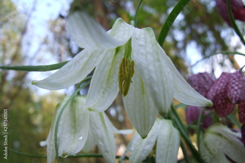 A view on yellow stamens of spring fritillary though its white petals 