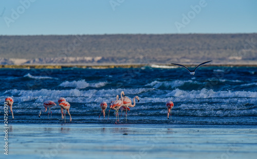 Flamingos feeding on a beach,Peninsula Valdes, Patagonia, Argentina