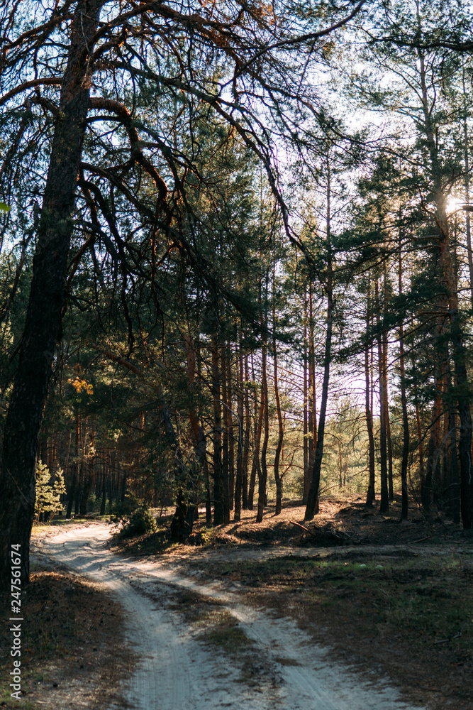 Pine forest, sunny day Pine forest, sunny day